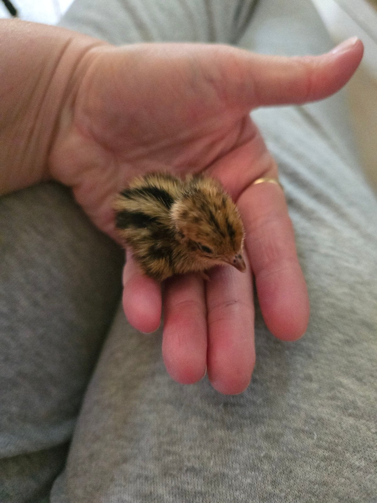 kwartel kuikentjes 22 stuks!, Dieren en Toebehoren, Pluimvee, Geslacht onbekend, Overige soorten