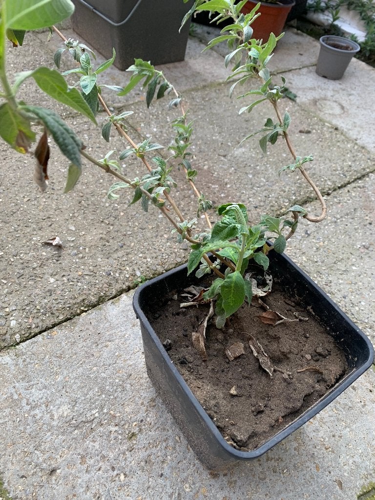 Vlinderstruik nummer 1, Tuin en Terras, Planten | Struiken en Hagen, Ophalen, Vlinderstruik, Struik, Minder dan 100 cm