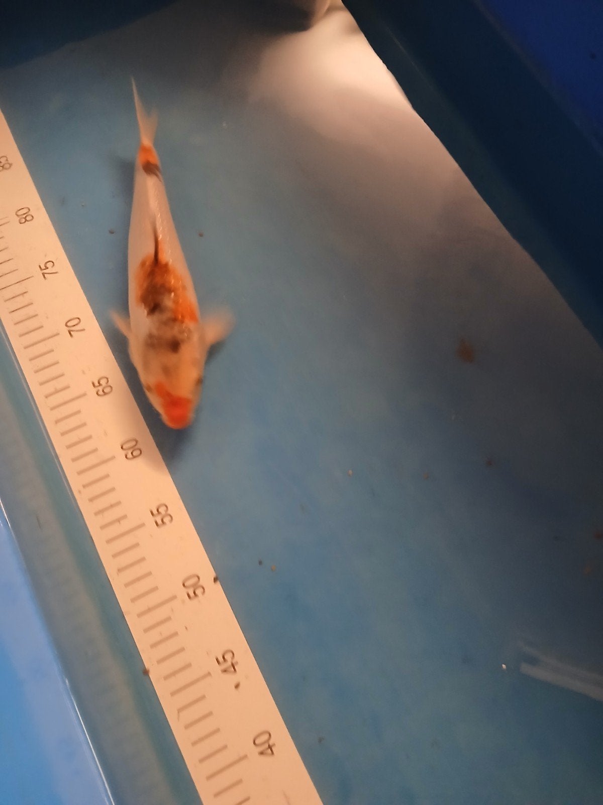 koi karper, Karper of Koi