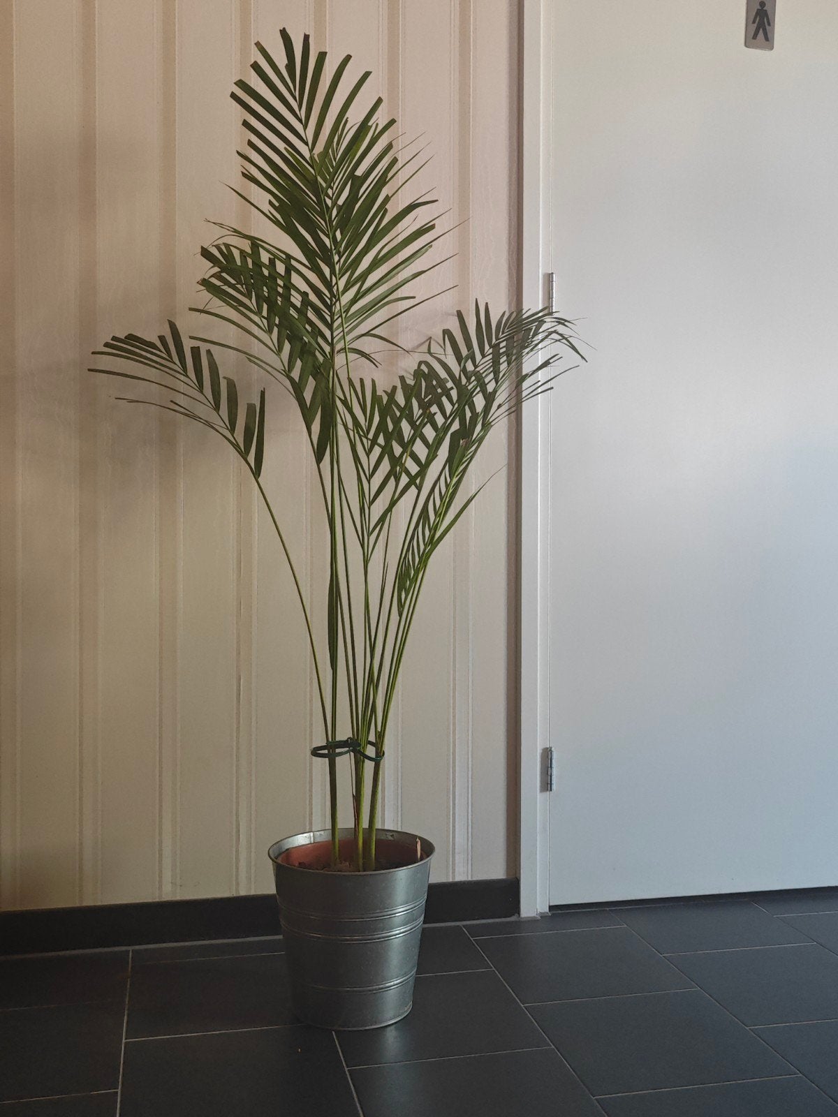 Grote Areca Palm in Zinken Pot - Kamerplant, Ophalen, 100 tot 150 cm, Palm, Halfschaduw