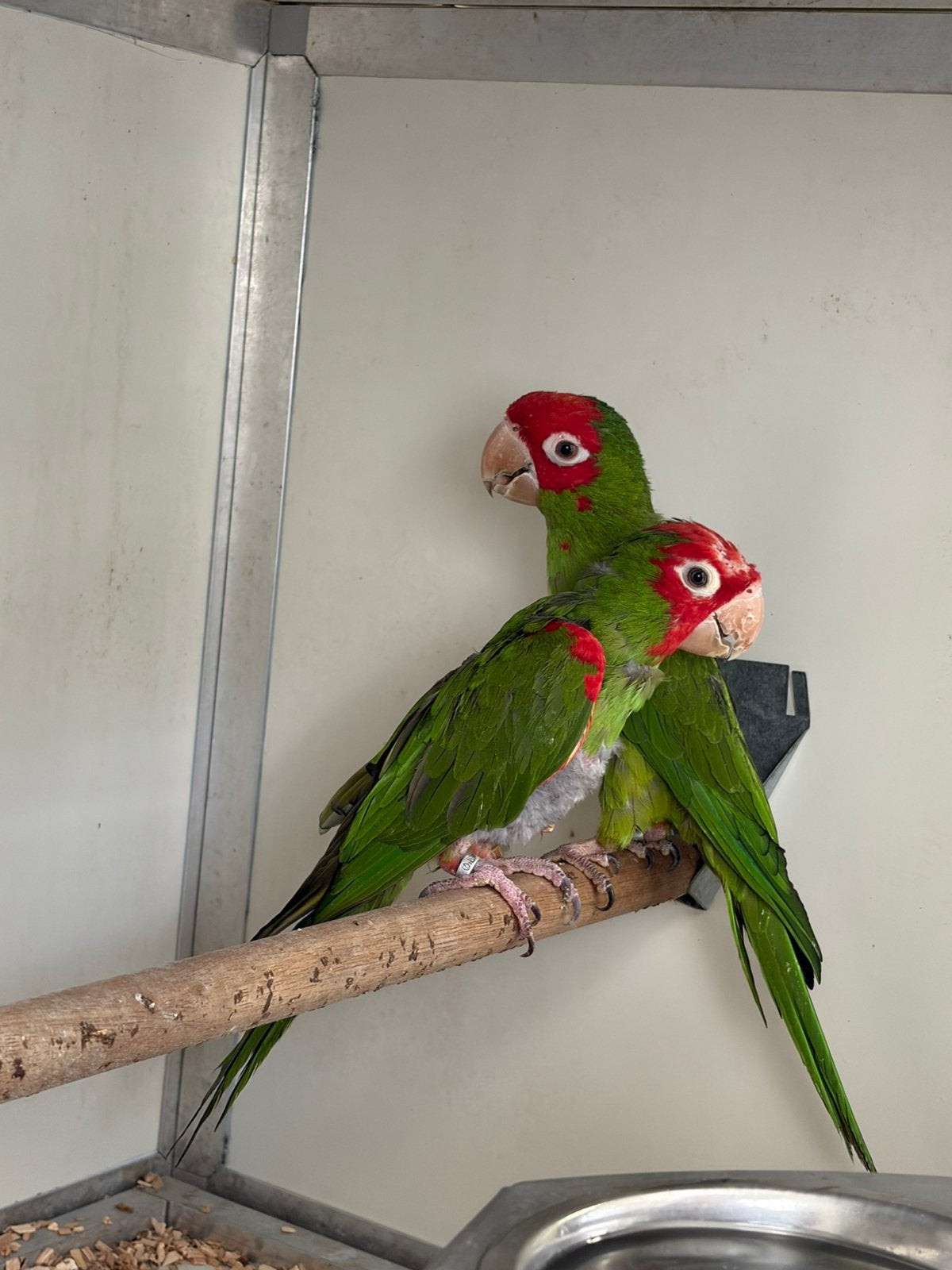 Aratinga erytogenys., Dieren en Toebehoren, Meerdere dieren, Parkiet, Geringd