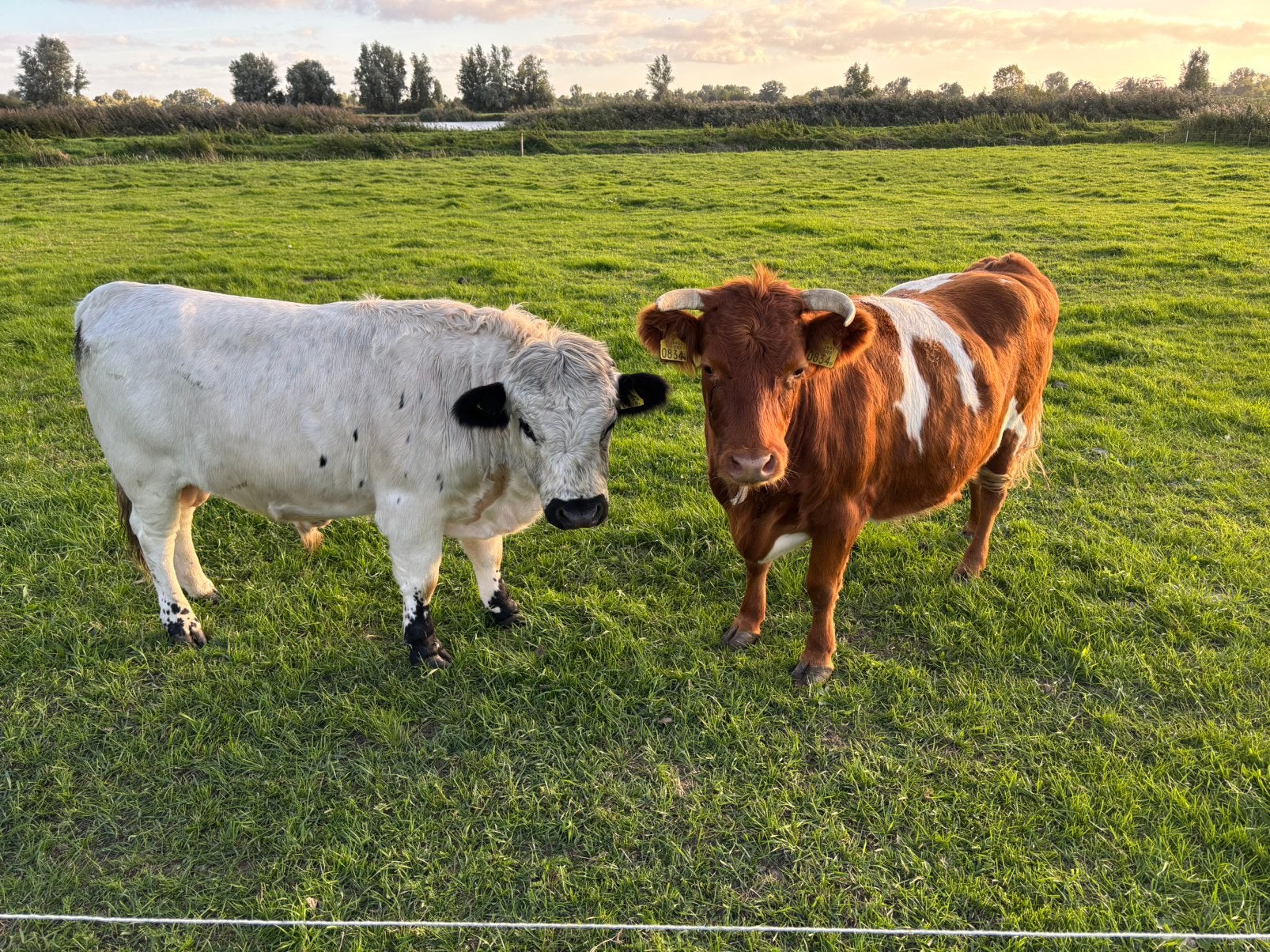Prachtig stelletje minirunderen, Dieren en Toebehoren, Meerdere dieren