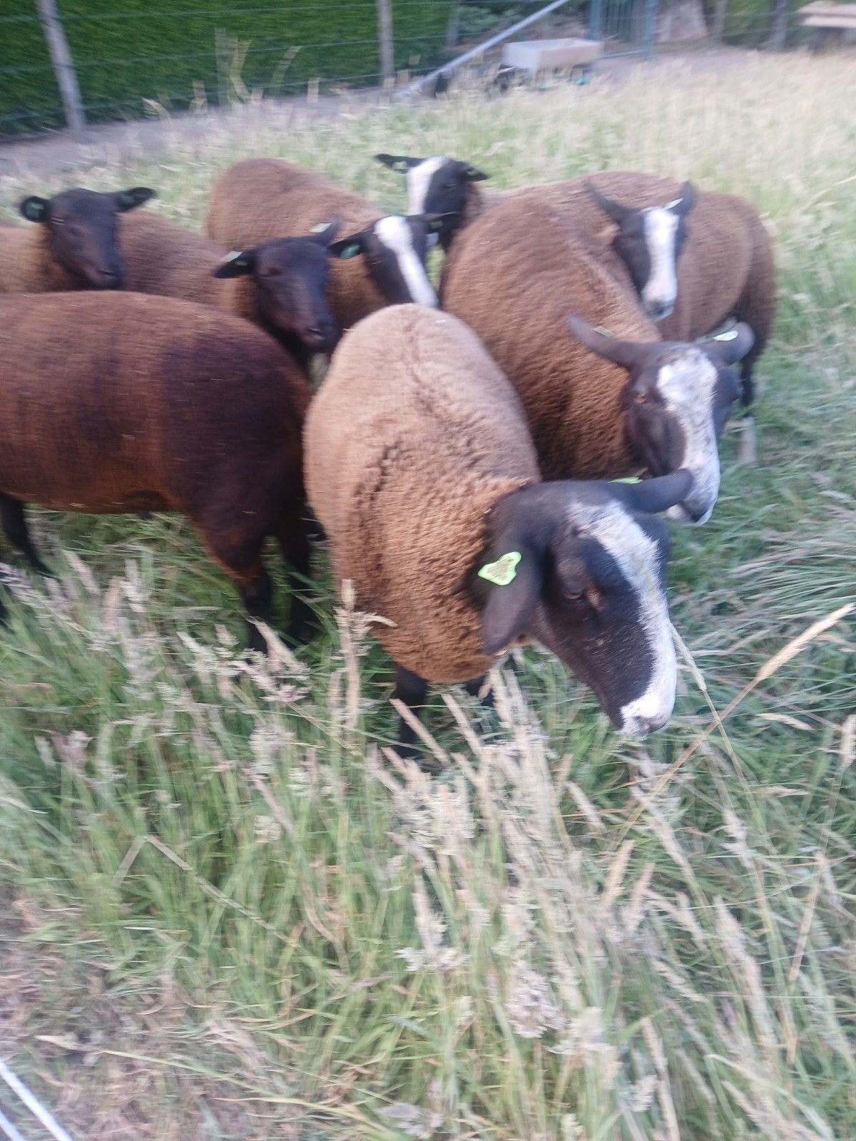 zwartbles lammeren., Dieren en Toebehoren, Vrouwelijk, Schaap