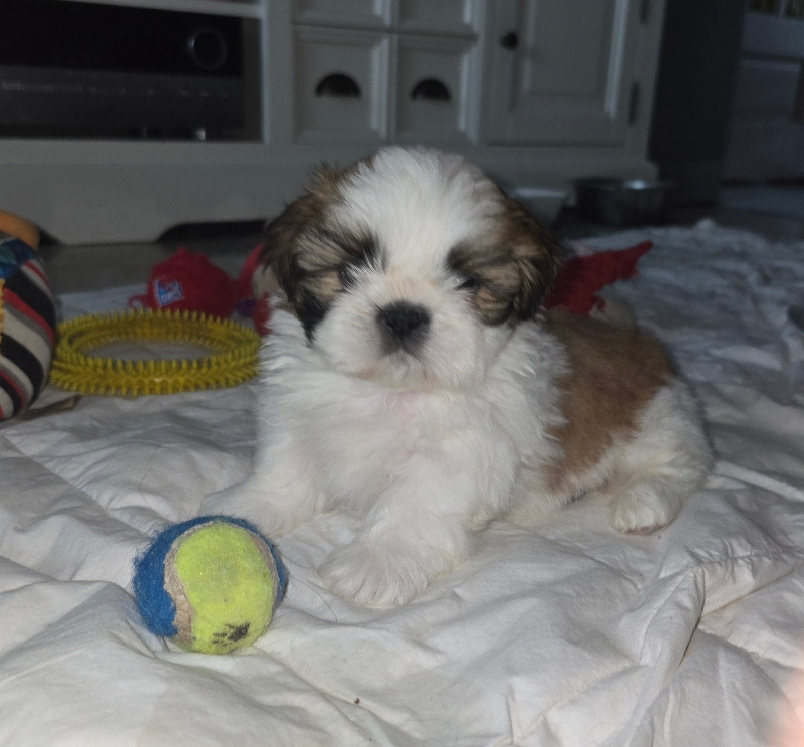 Beschikbaar raszuivere shih-tzu pups met fci stamboom, Dieren en Toebehoren, Parvo, Overige rassen, 8 tot 15 weken, Meerdere