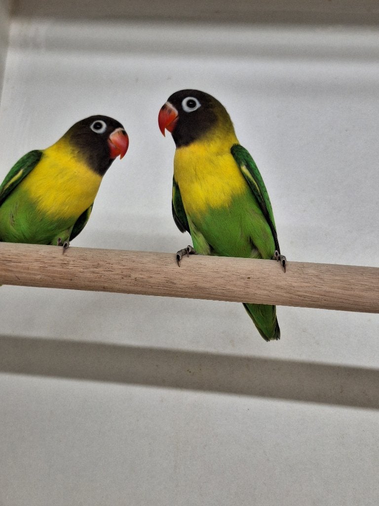 Agapornis Personata, Dieren en Toebehoren, Vogels | Parkieten en Papegaaien, Geslacht onbekend, Dwergpapegaai of Agapornis, Geringd