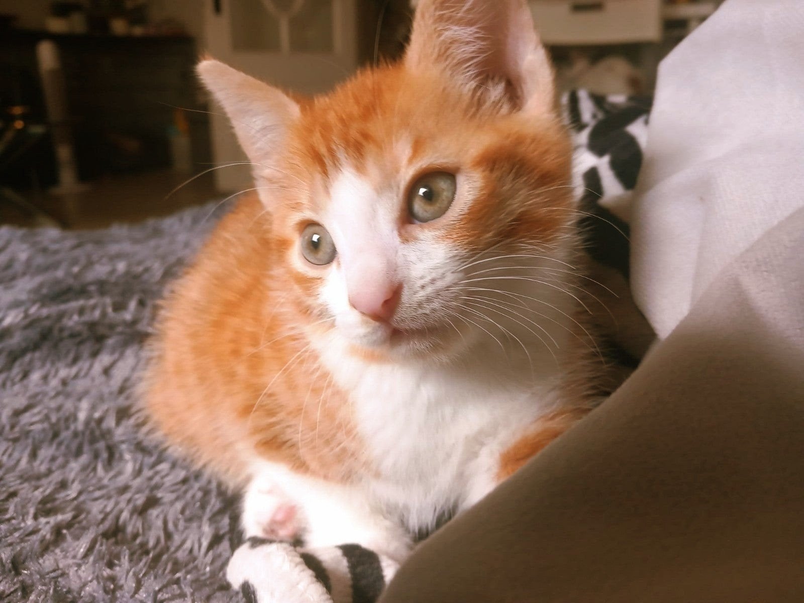 Mooie Europese rood/witte korthaar kater (gereserveerd), Dieren en Toebehoren, Katten en Kittens | Overige Katten