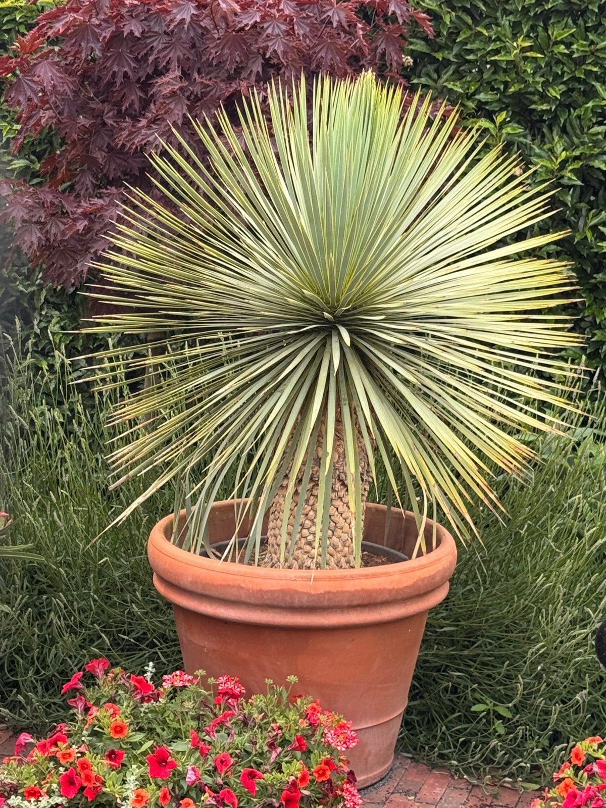 3 zeer grote Yucca Rostrata in zwarte plastic pot, Volle zon, Vaste plant, Bloeit niet, Ophalen