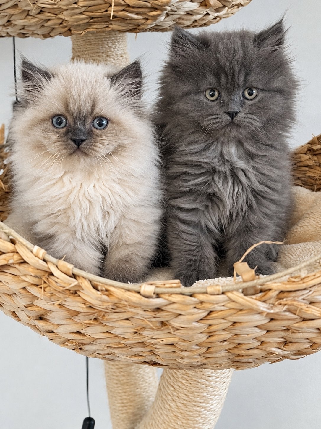 Prachtige Ragdoll x Britse Langhaar kittens, Meerdere dieren, Ontwormd, 0 tot 2 jaar