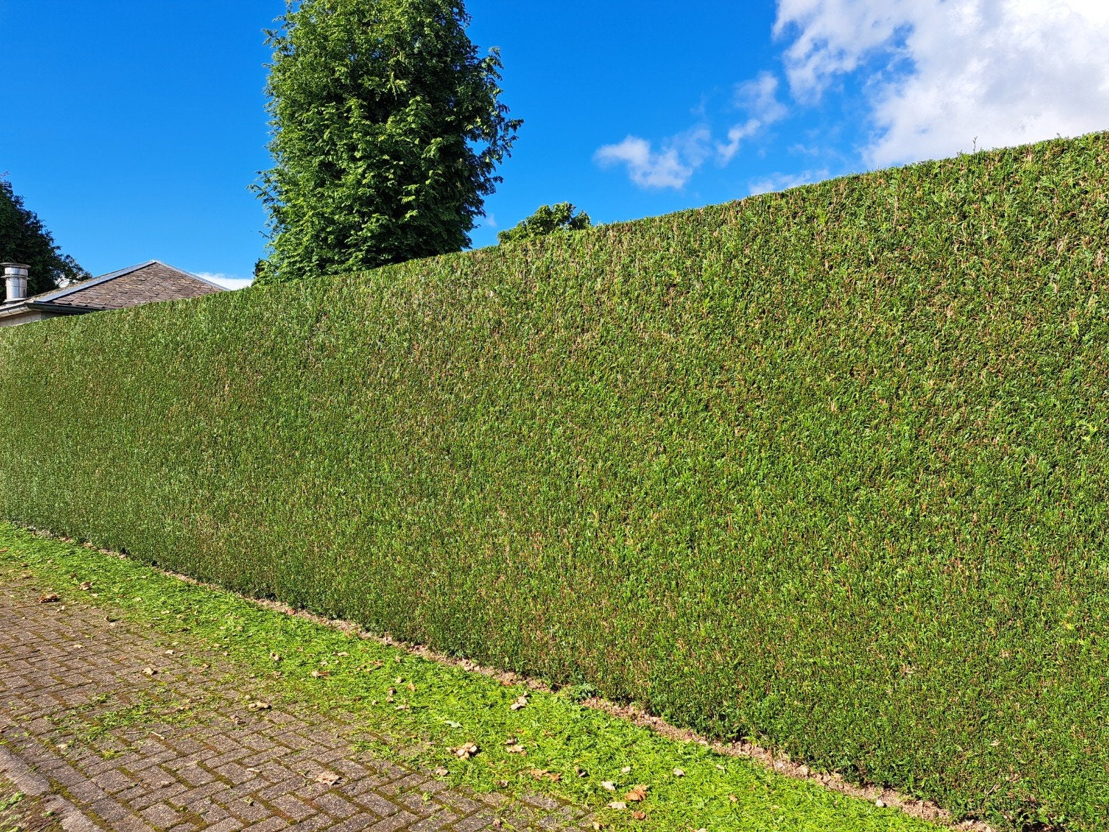 THUJA PLICATA, Ophalen, Conifeer, Haag, 100 tot 250 cm