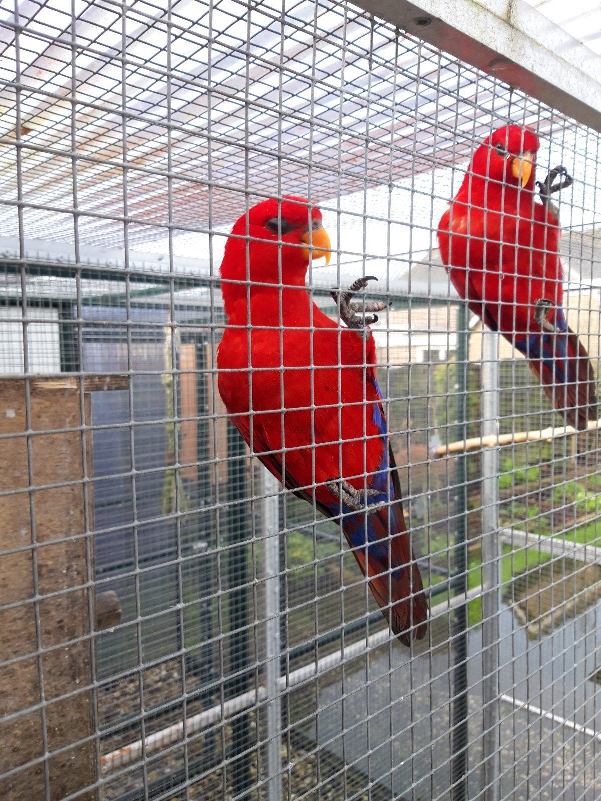 Te koop kweekkoppel Rode Lori,s, Meerdere dieren, Papegaai, Geringd