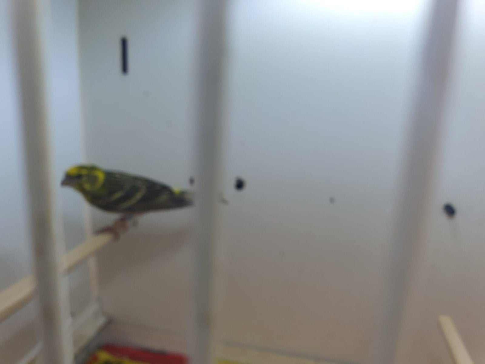 Europesche kanarie ( cini ), Mannelijk, Wildzangvogel, Geringd