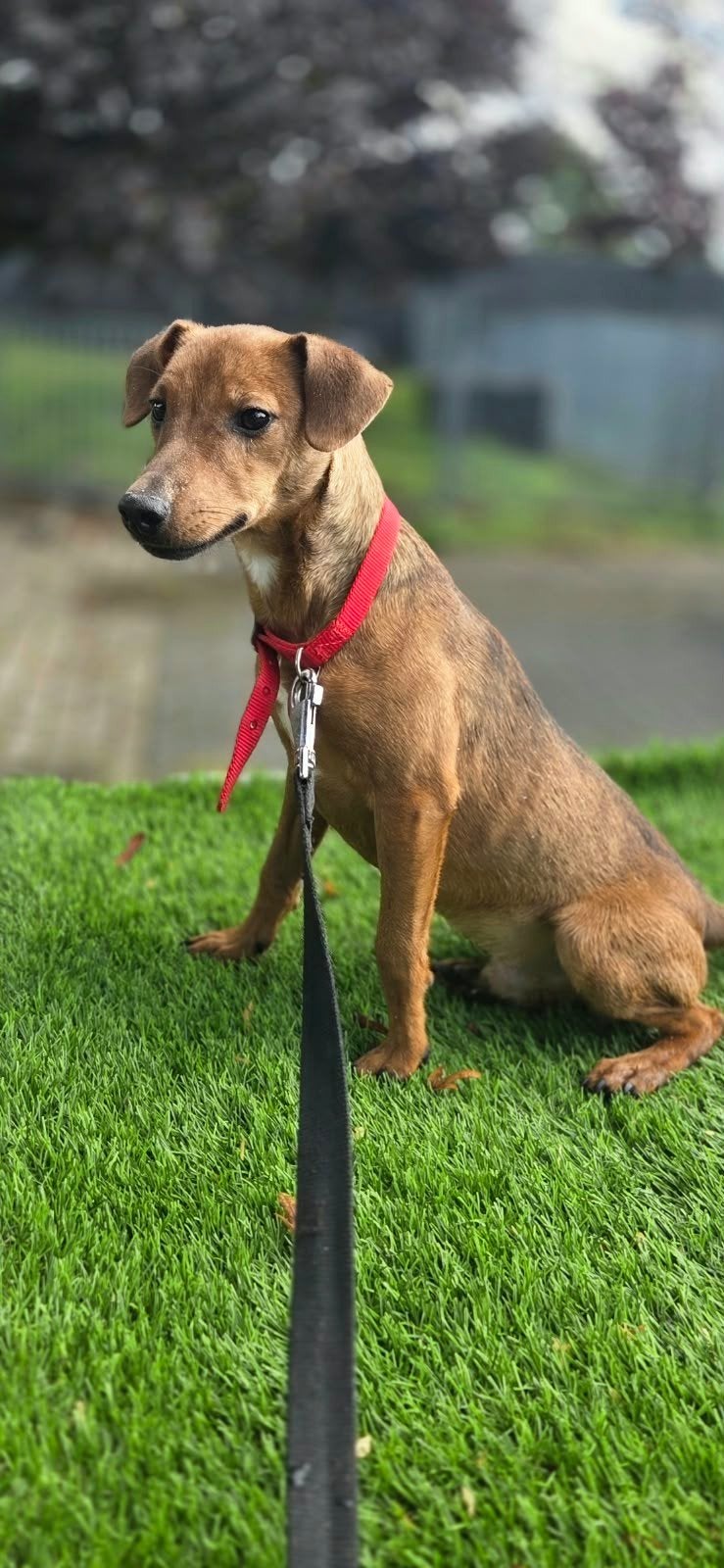 Te koop mooie Patterdale terriër reu pup, Nederland, 15 weken tot 1 jaar, Eén hond, Reu