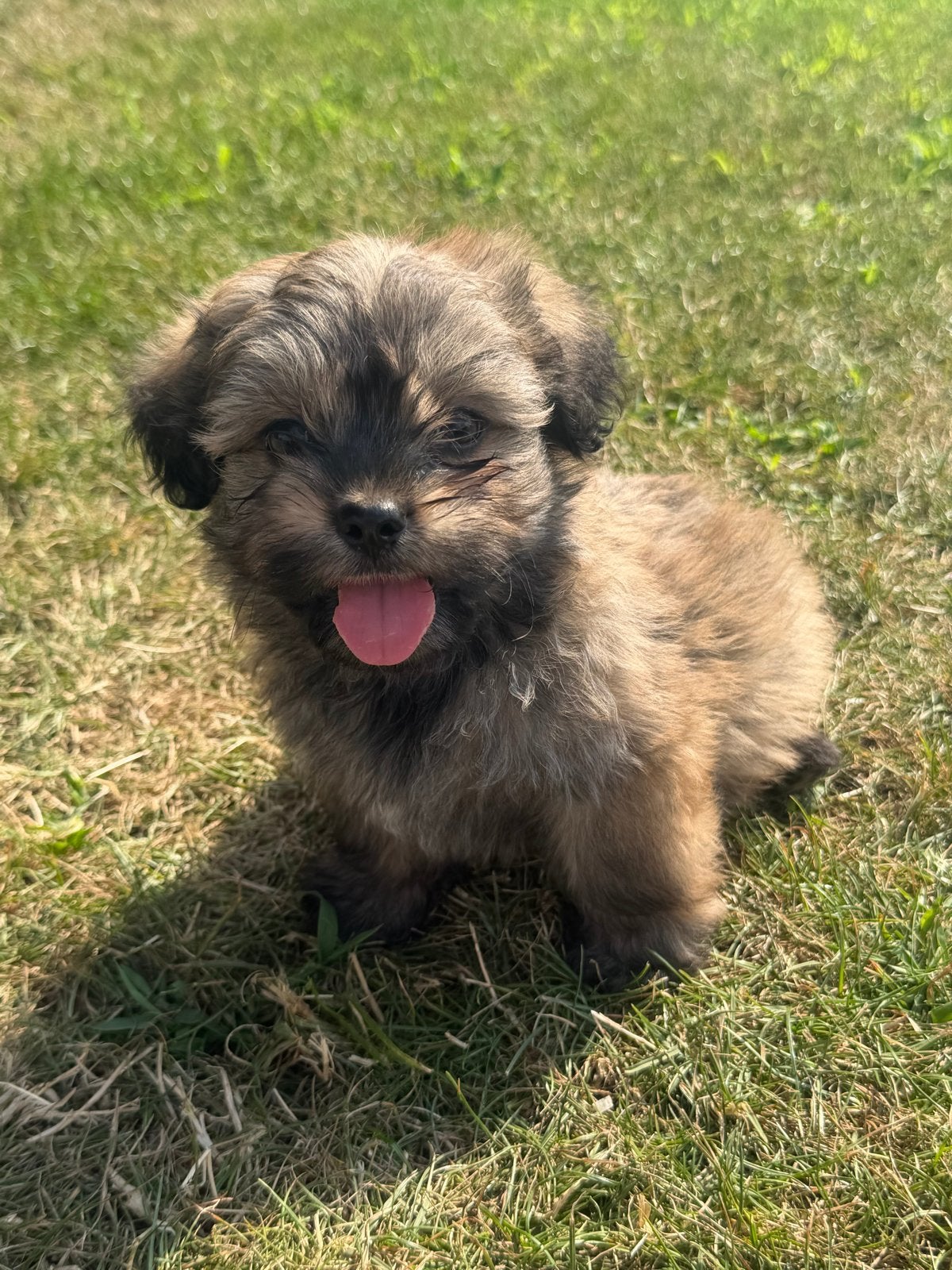 Prachtige boomer pups te koop, 8 tot 15 weken, Parvo, Meerdere, Meerdere dieren