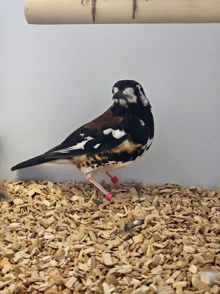 Kastanjeruglijster | Koppel zangvogels | Lijsters, Meerdere dieren, Wildzangvogel, Geringd