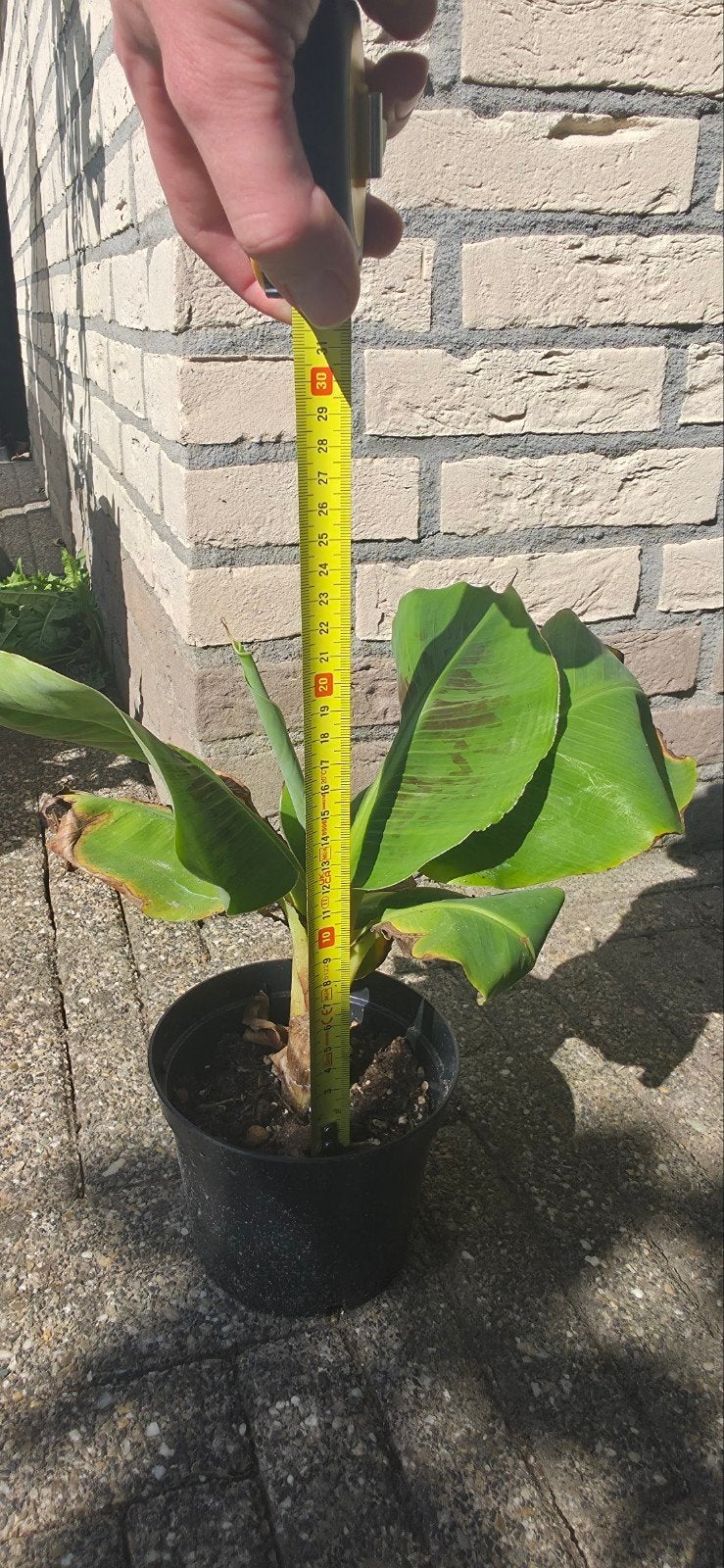 Musa acuminata 'Dwarf Cavendish' bananenplant, Ophalen, Volle zon, Vaste plant, Zomer