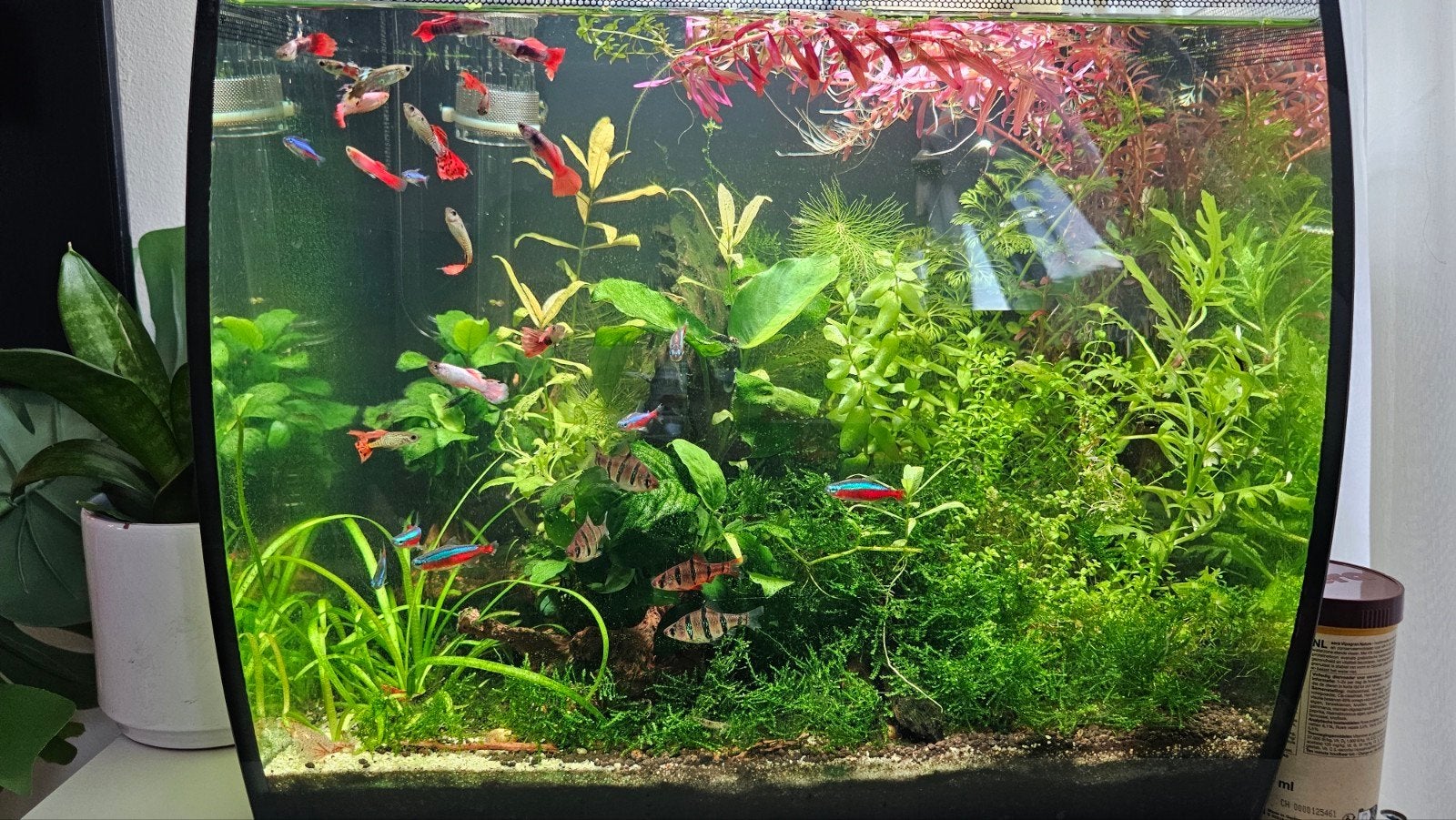 Fluval Flex 57 compleet aquarium, Ophalen, Fluval, Inclusief deksel, Gevuld zoetwateraquarium