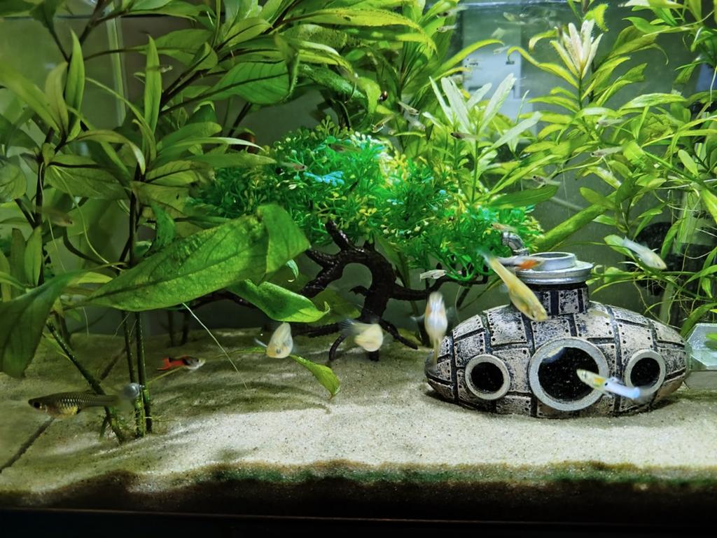 Guppies, Ophalen of Verzenden, Overige typen