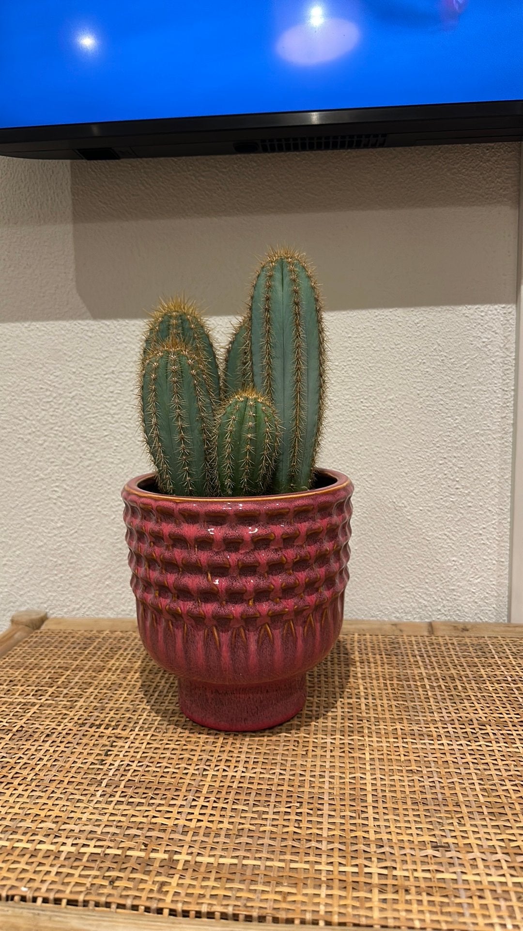 Leuke roze pot met cactus plant erin, Tuin en Terras, Ophalen, Rond, Binnen, Zo goed als nieuw