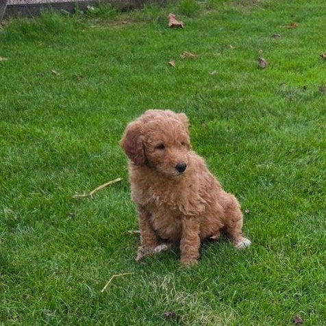 labradoodle pups kleine medium F3 hypoallergeen abrikoos, Overige rassen, CDV (hondenziekte), 8 tot 15 weken, Meerdere