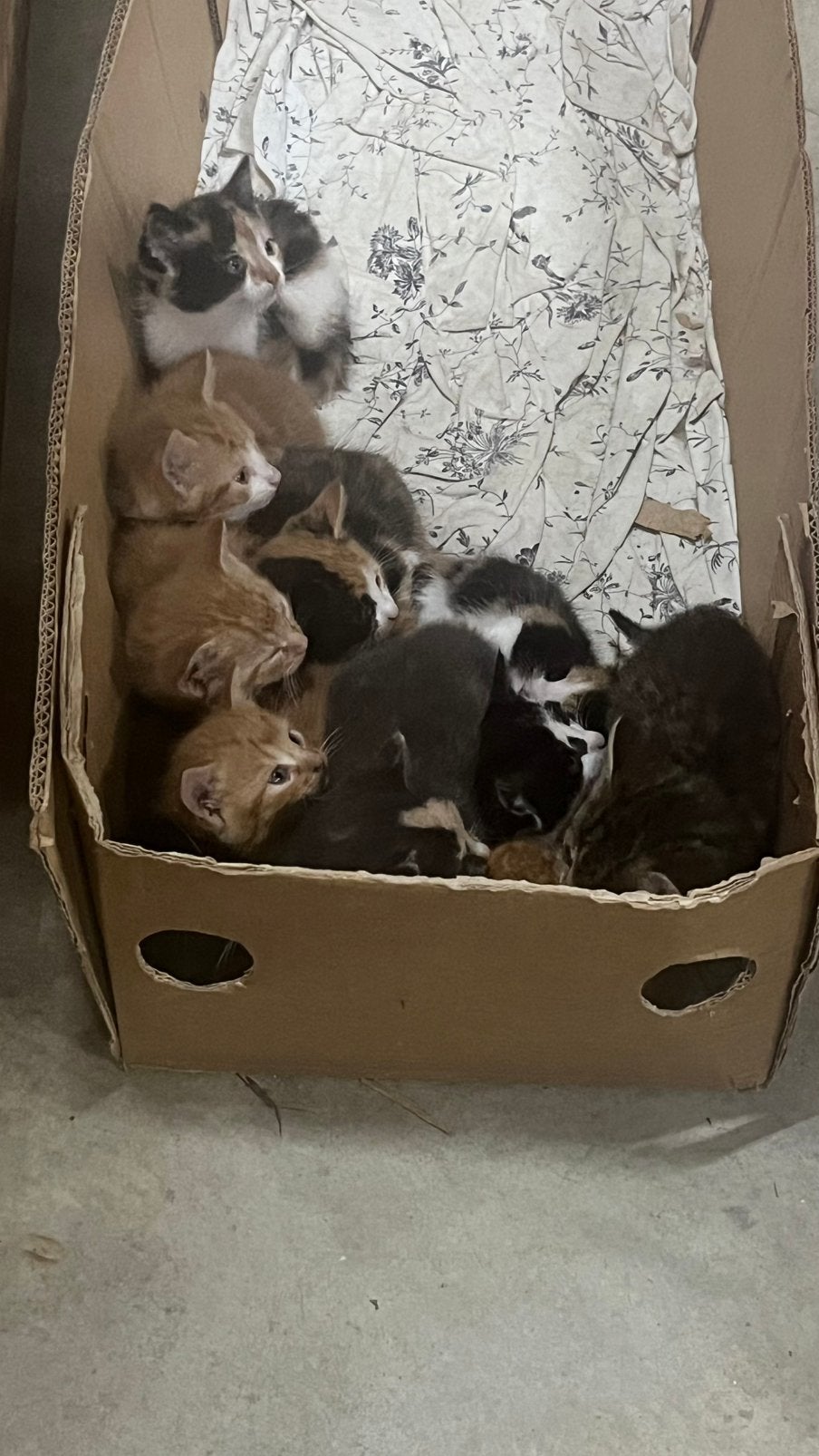 Nog 10 lieve kittenste koop, Dieren en Toebehoren, Meerdere dieren, Kortharig, 0 tot 2 jaar