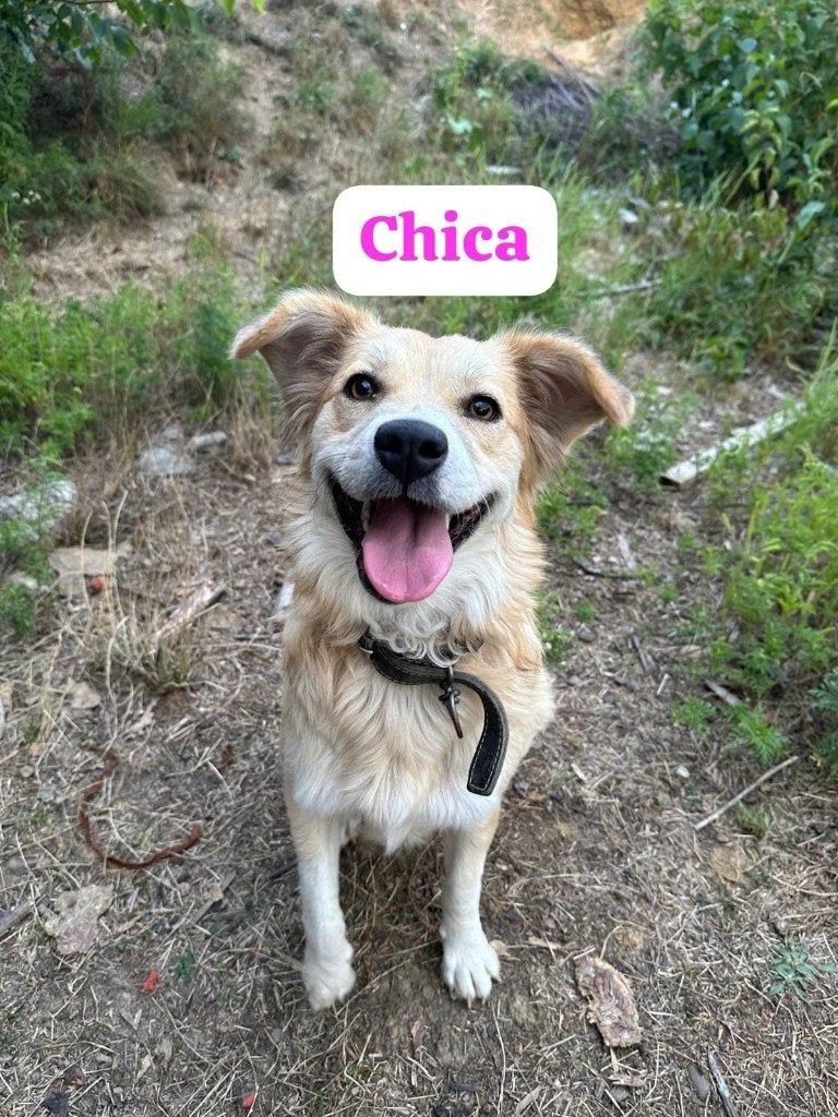 Chica lief jong teefje, Particulier, 15 weken tot 1 jaar, Buitenland, Teef