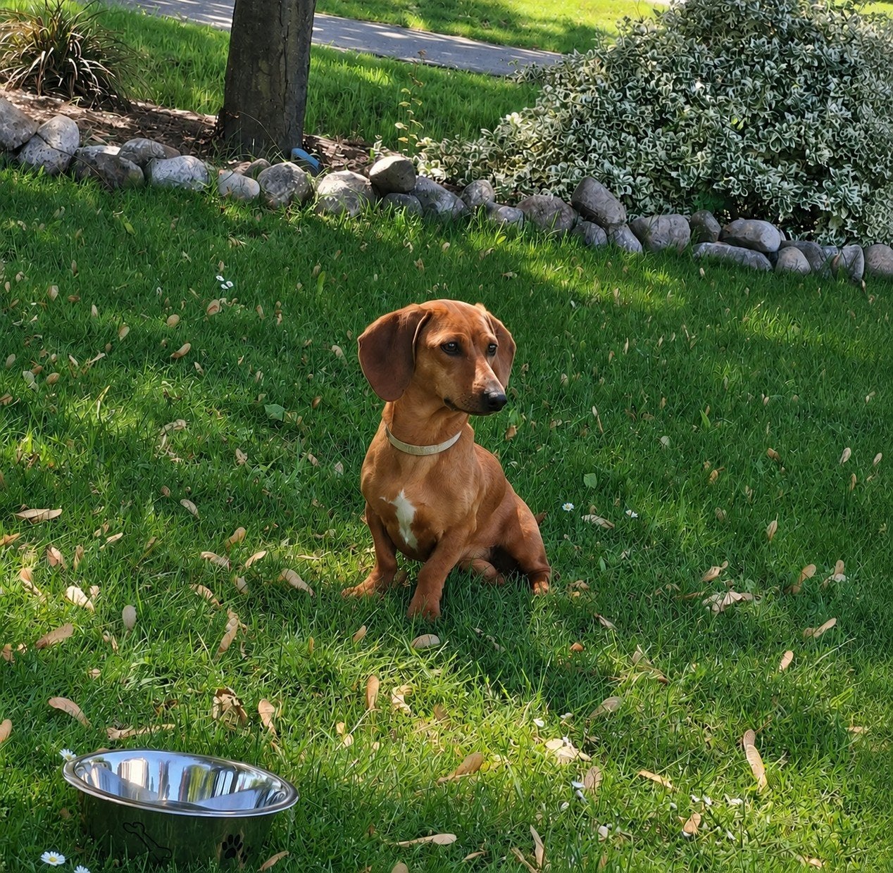 Zeer lieve en mooie teckel teefje - Bruin merle., 1 tot 2 jaar, Korthaar, Teef, Eén hond