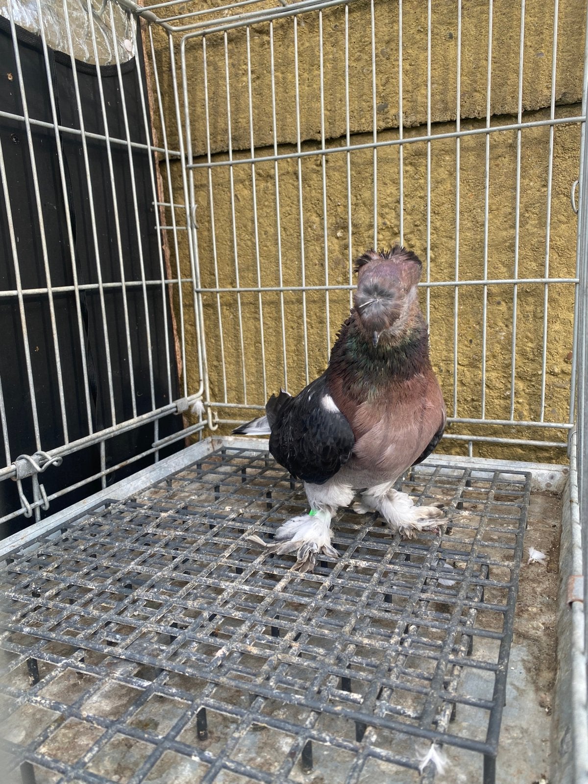 Takla morbaş Mannelijk, Meerdere dieren, Postduif