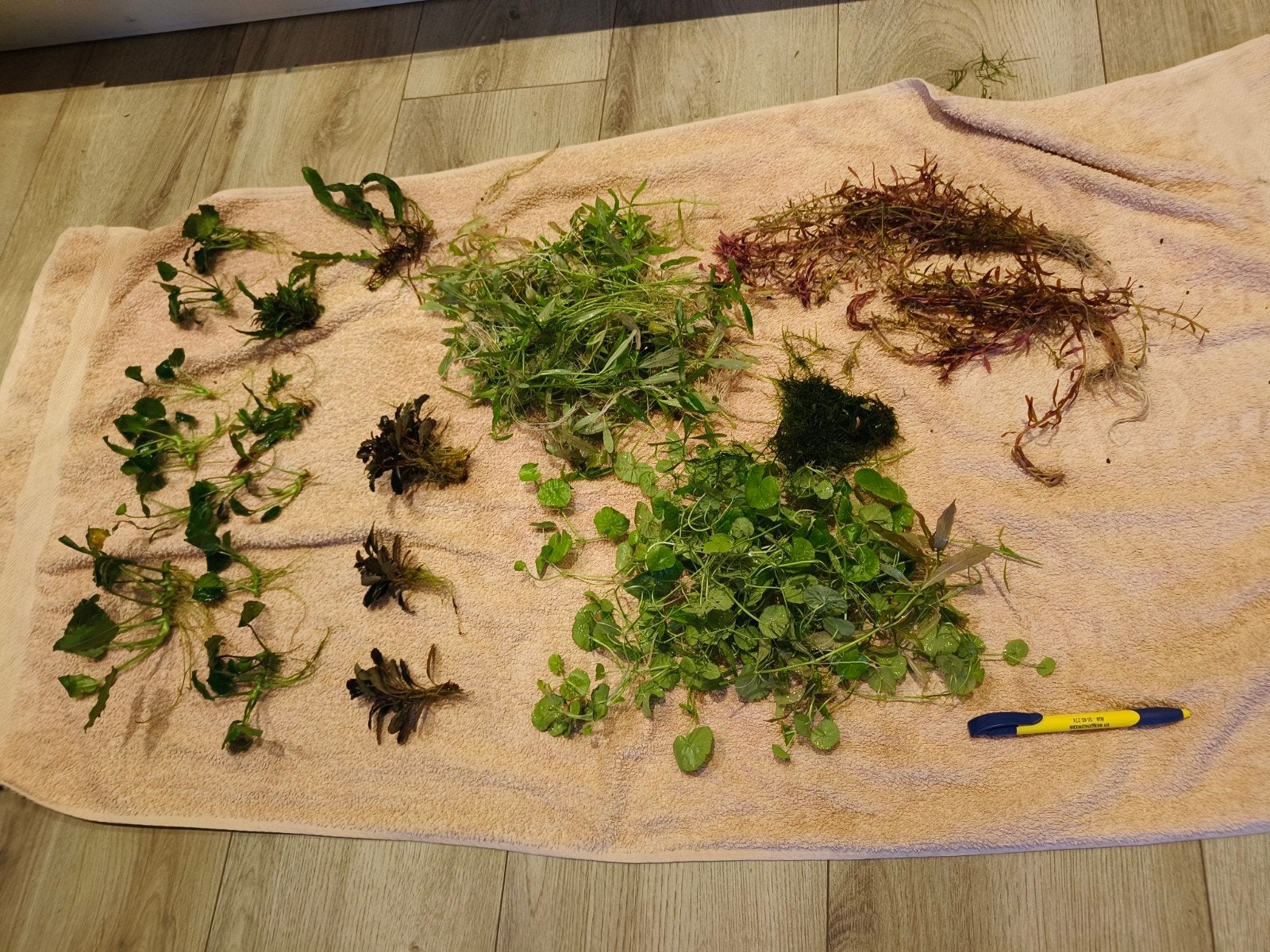 aquariumplanten te koop, Dieren en Toebehoren, Vissen | Aquaria en Toebehoren, Ophalen, Plant(en), Steen of Hout
