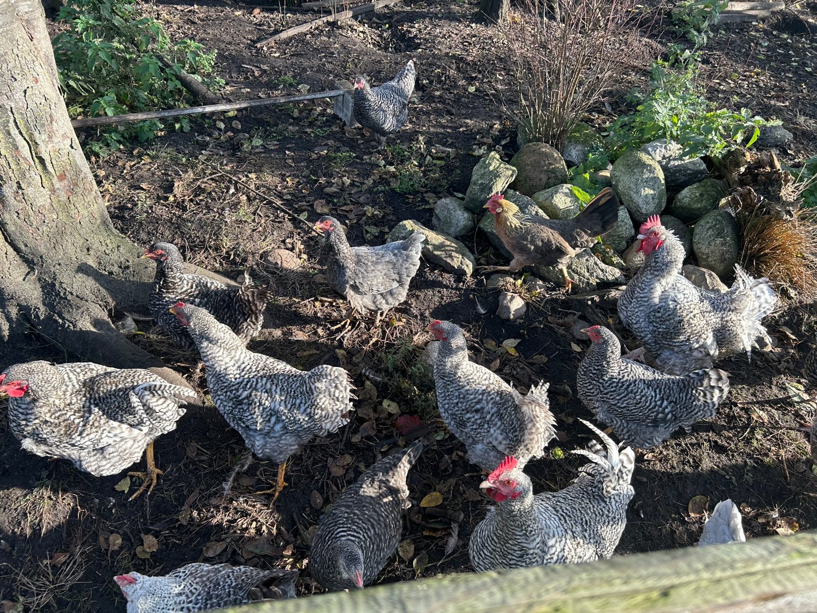 Kippen van dit voorjaar te koop, Dieren en Toebehoren, Meerdere dieren, Kip