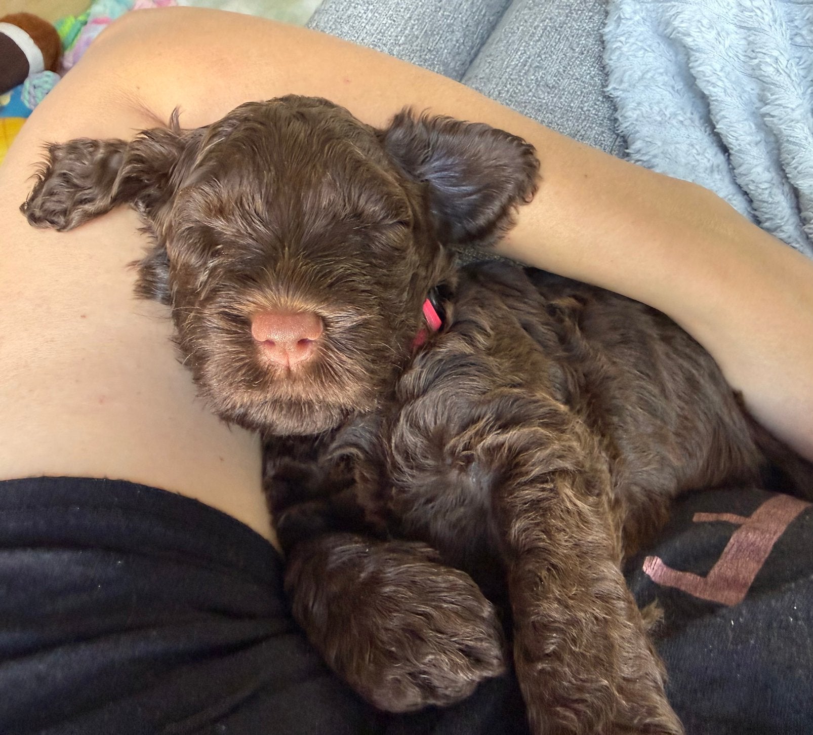 Chocolade bruine Labradoodles pups, Ophalen, Nieuw, Honden