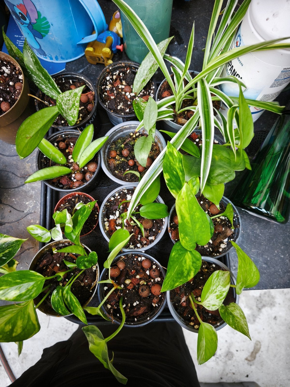 Diverse plantjes: Hoya, Pothos, Philodendron en meer!, Ophalen, Eenjarig, Groenteplanten, Volle zon