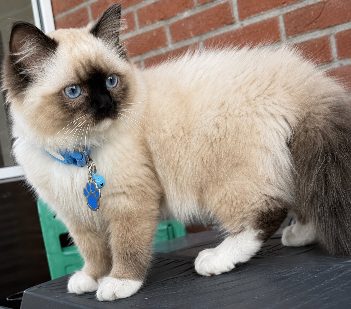 Ragdoll dekkater, Dieren en Toebehoren, Katten en Kittens | Overige Katten, Langharig, Kater, 0 tot 2 jaar