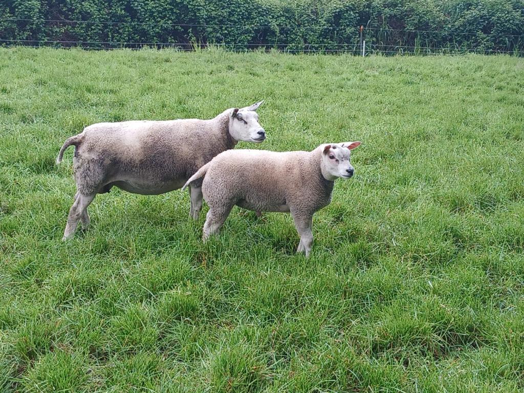 Texelaar dekrammen 2x, Vrouwelijk, Schaap