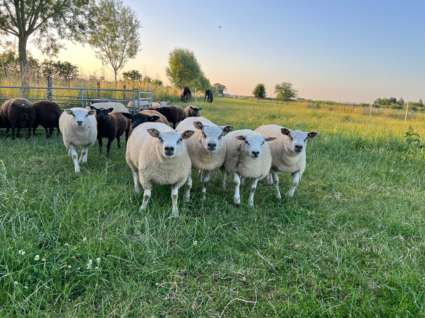 Texelaar rammen en ooien, Dieren en Toebehoren, Schapen, Geiten en Varkens, Schaap, Meerdere dieren