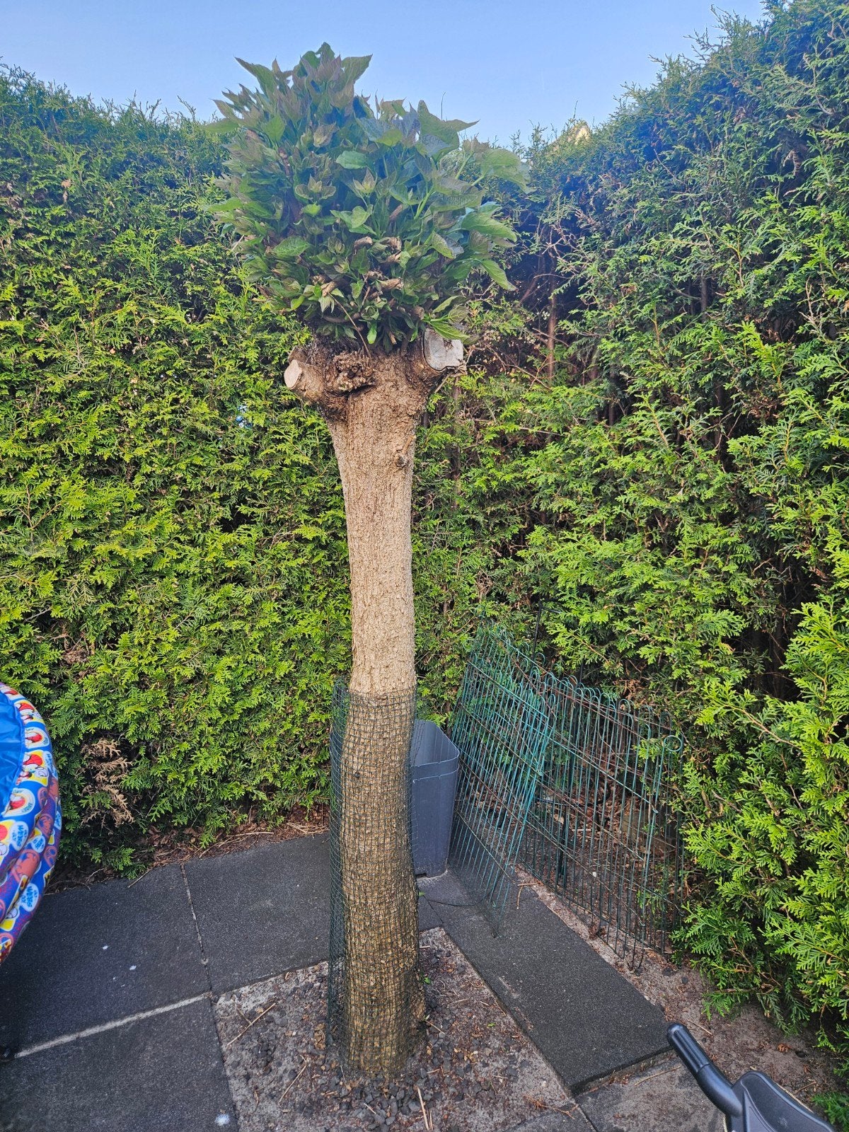 Catalpa (trompetboom), Ophalen, Bloeit niet, Overige soorten, 100 tot 250 cm