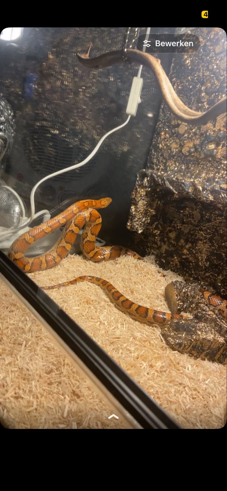 Tamme rattenslang/korenslang, Slang, Met terrarium, 7 tot 10 jaar