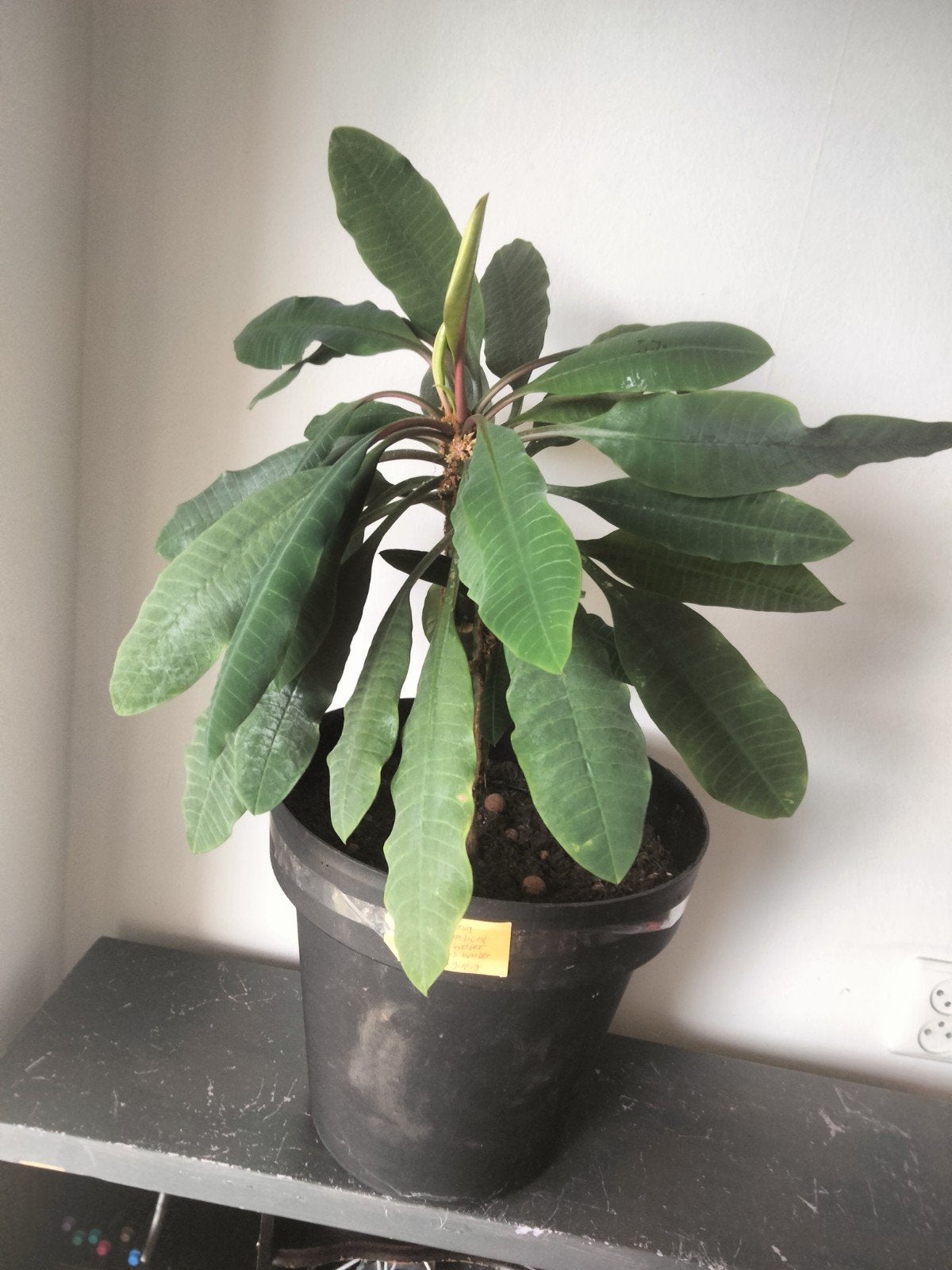 Euphorbia Trigona (Afrikaanse Melkboom), Huis en Inrichting, Kamerplanten, Vetplant, Ophalen of Verzenden, In pot, Minder dan 100 cm