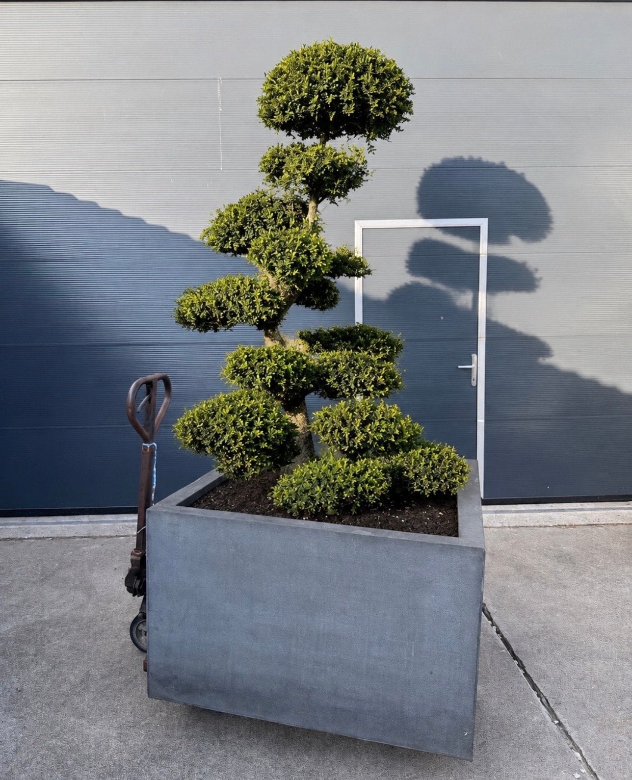 Japanse hulst (Ilex crenata ‘Kinme’) vormboom / tuinbonsai, Overige soorten, Vaste plant, Ophalen of Verzenden, Bloeit niet