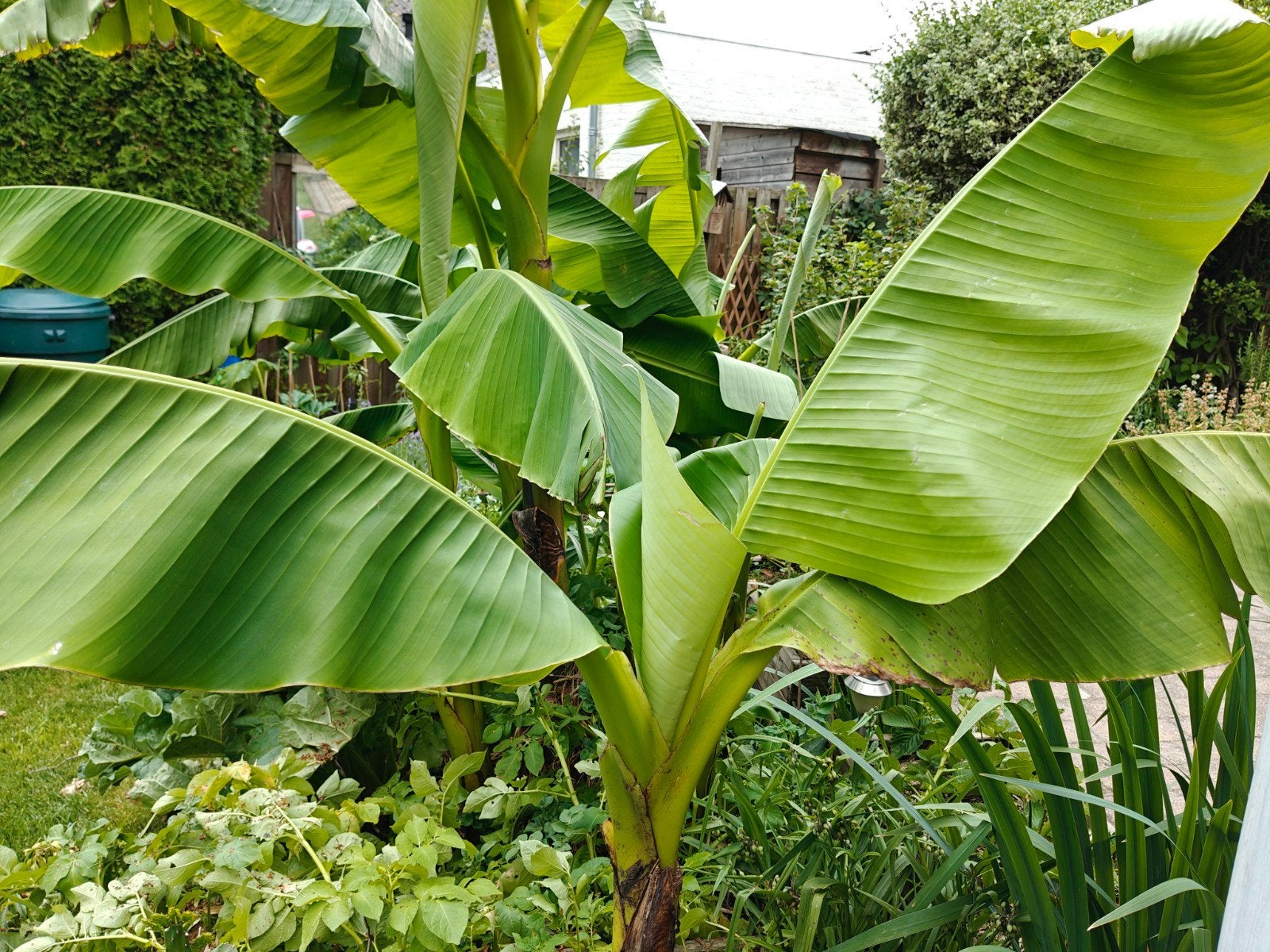 Bananenplant Musa Basjoo 1.60 hoog., Ophalen