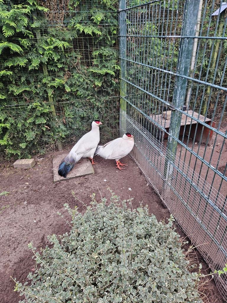 Witoor fazanten, Dieren en Toebehoren, Meerdere dieren, Eend