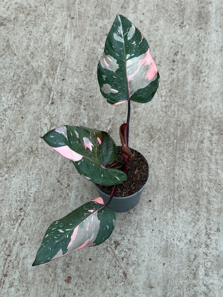 Philodendron Red Anderson Full-Pink Variegata, Huis en Inrichting, Kamerplanten, Ophalen of Verzenden, Halfschaduw, Minder dan 100 cm