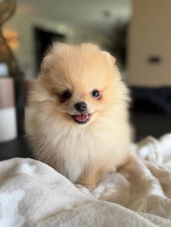 Pomeriaan pup pomeranian pups teefje cream, Dieren en Toebehoren, Particulier, Keeshond, 8 tot 15 weken, Buitenland