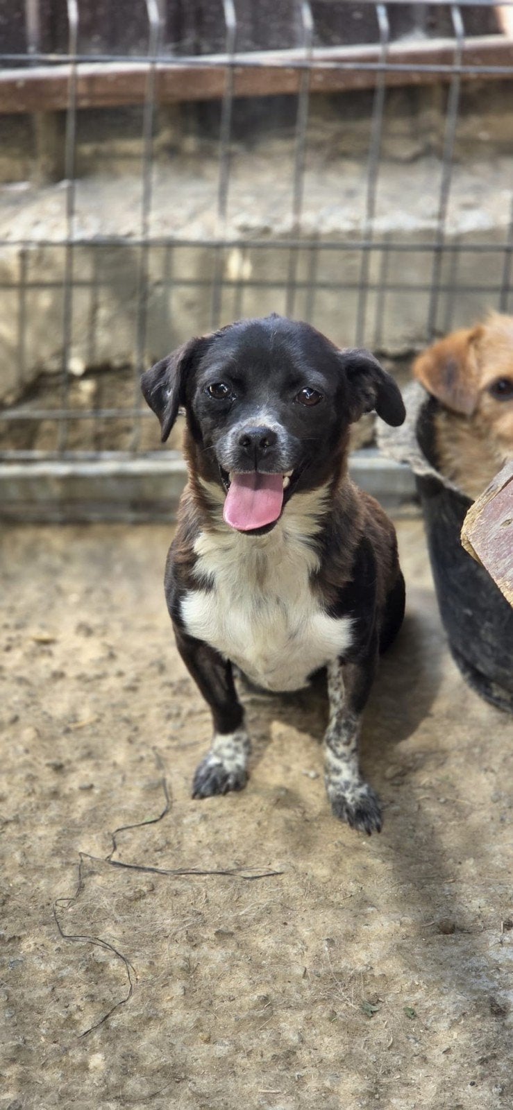 Sofy zoekt een baasje, Handelaar, Buitenland, Teef, Parvo