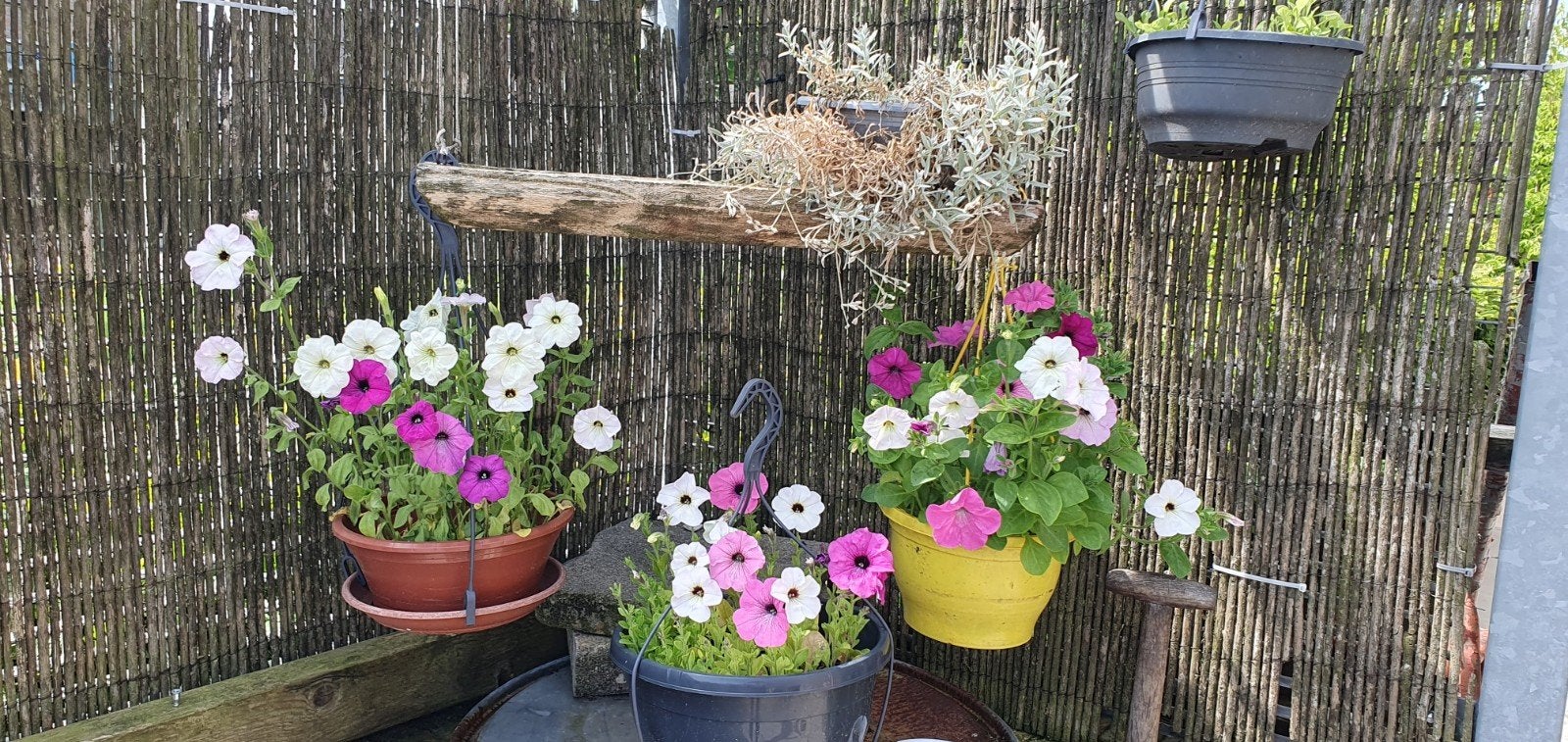 Petunia in hangpot - paars, Volle zon, Eenjarig, Zomer, Ophalen
