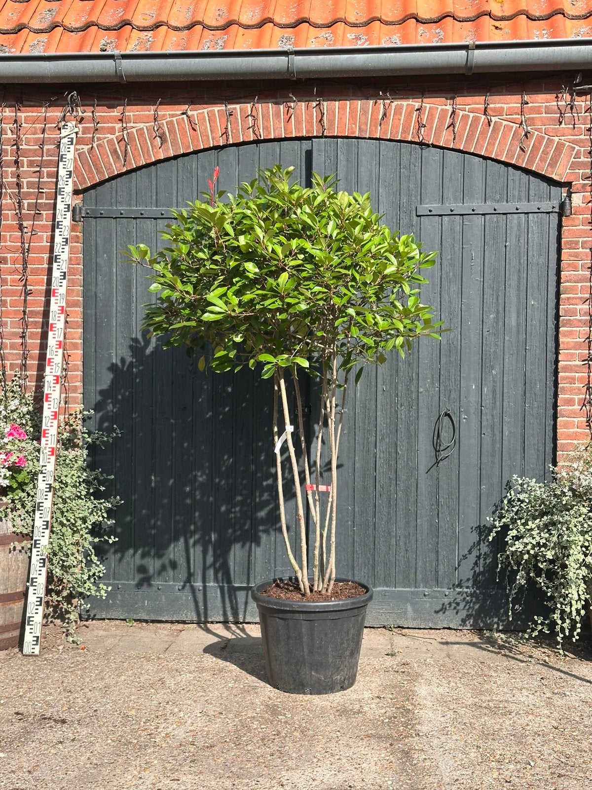 Meerstammige Photinia fraseri 'Red Robin' (Glansmispel), Tuin en Terras, Overige soorten, Lente, 100 tot 250 cm, Ophalen