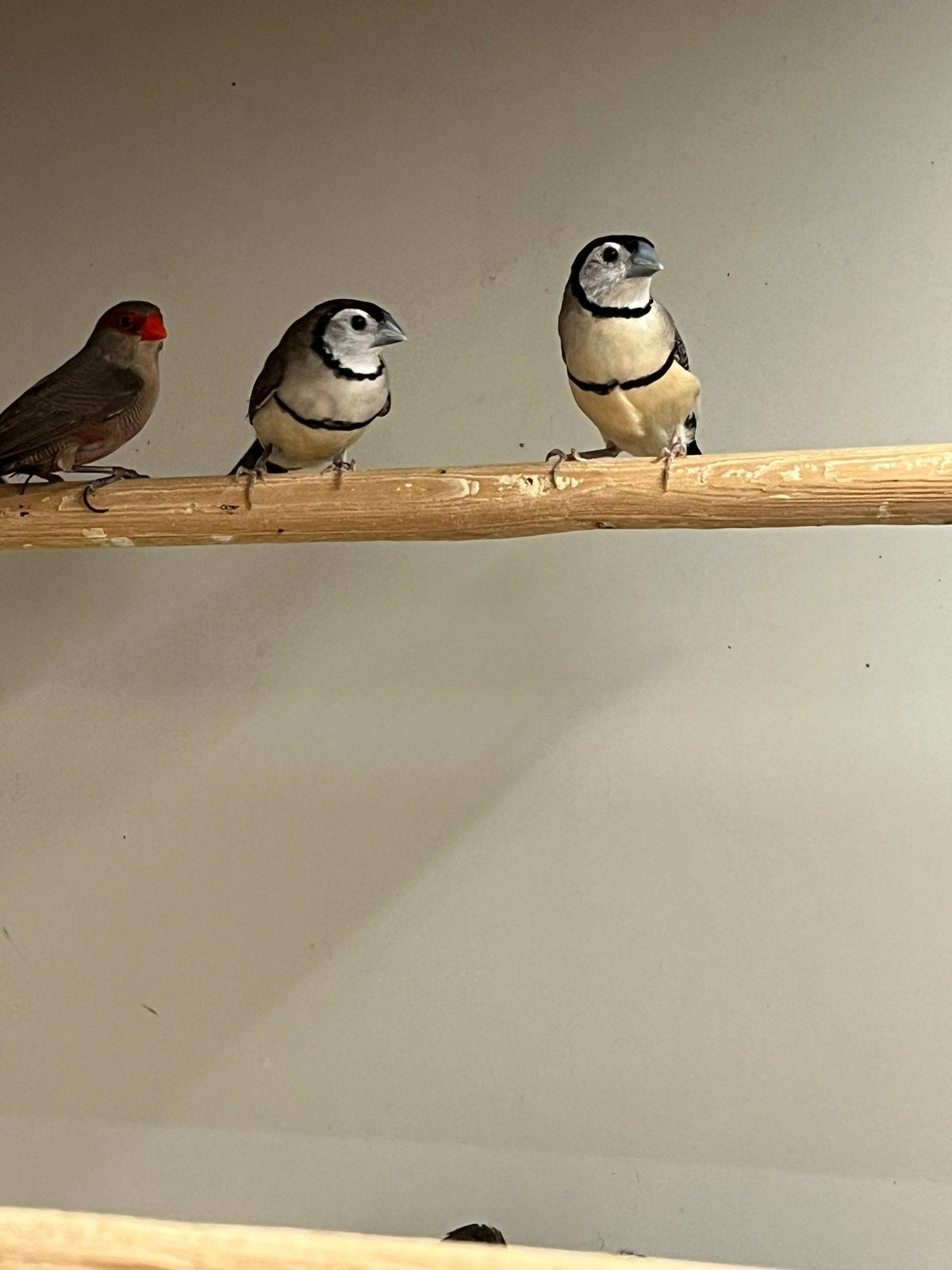 1-1 Bichenowastrilde, Dieren en Toebehoren, Meerdere dieren, Tropenvogel, Geringd