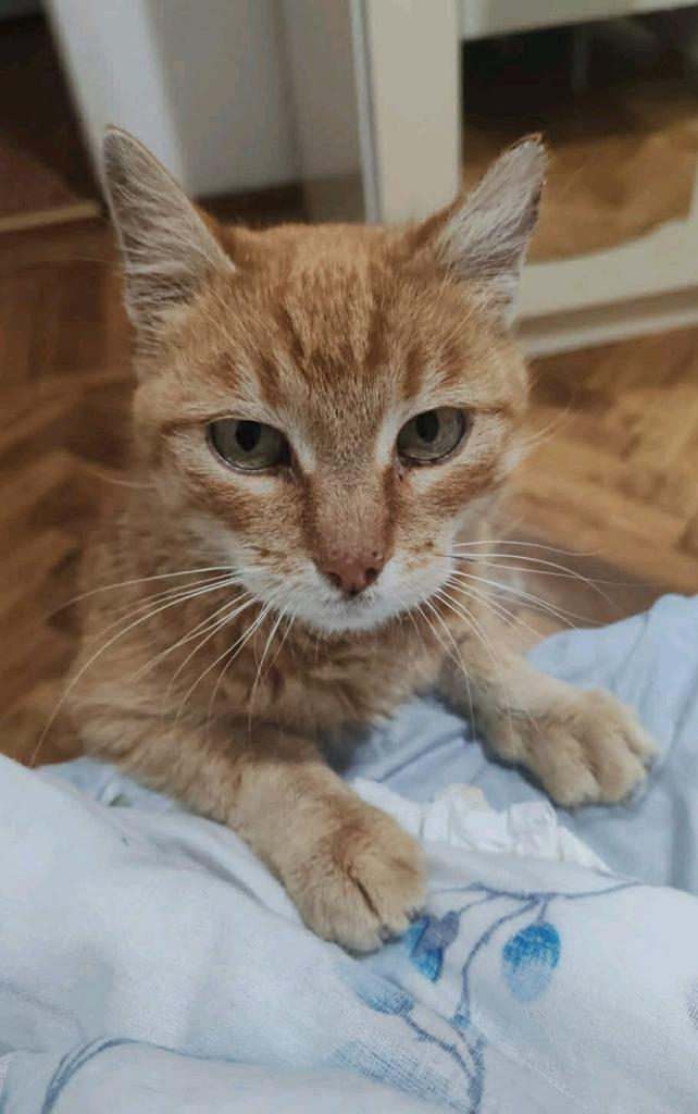 Rue en pinu , 2 hele lieve poezen van 3 en 5 jr, Dieren en Toebehoren, Katten en Kittens | Overige Katten, Poes, Kortharig, 3 tot 5 jaar