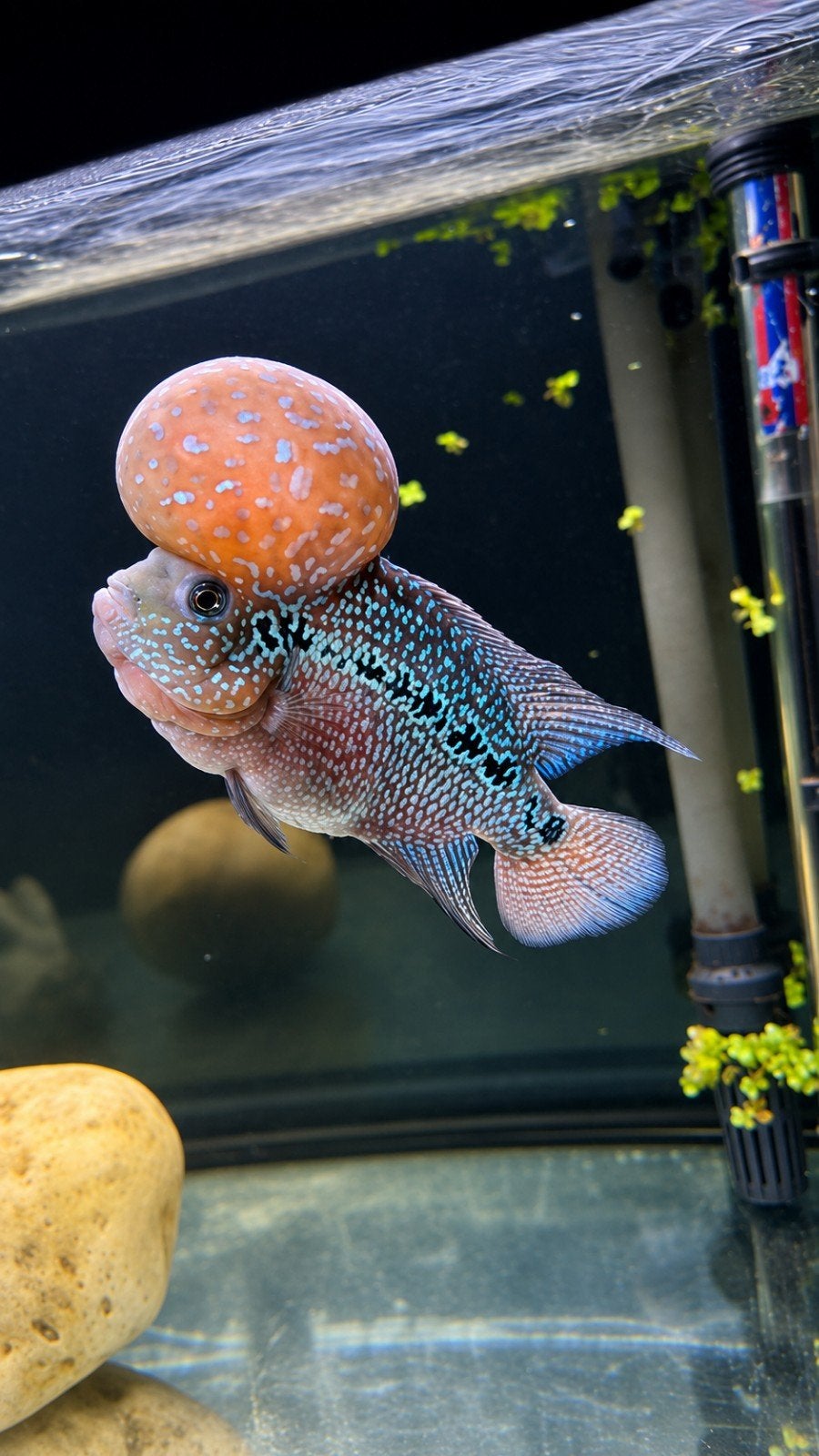 Mooie red pearl flowerhorn, Vis