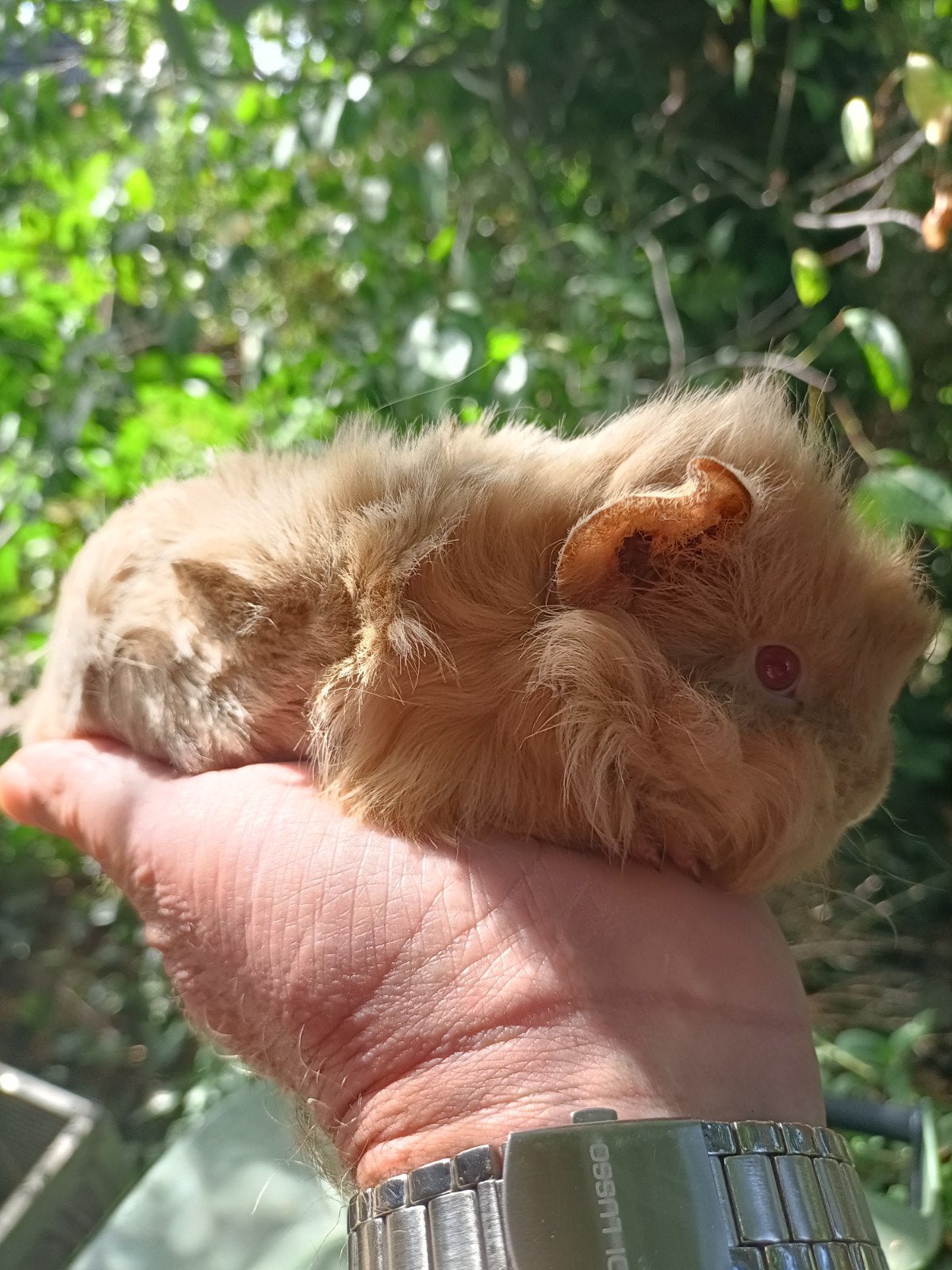 Jong cavia beertje, Juli, Mannelijk, Cavia