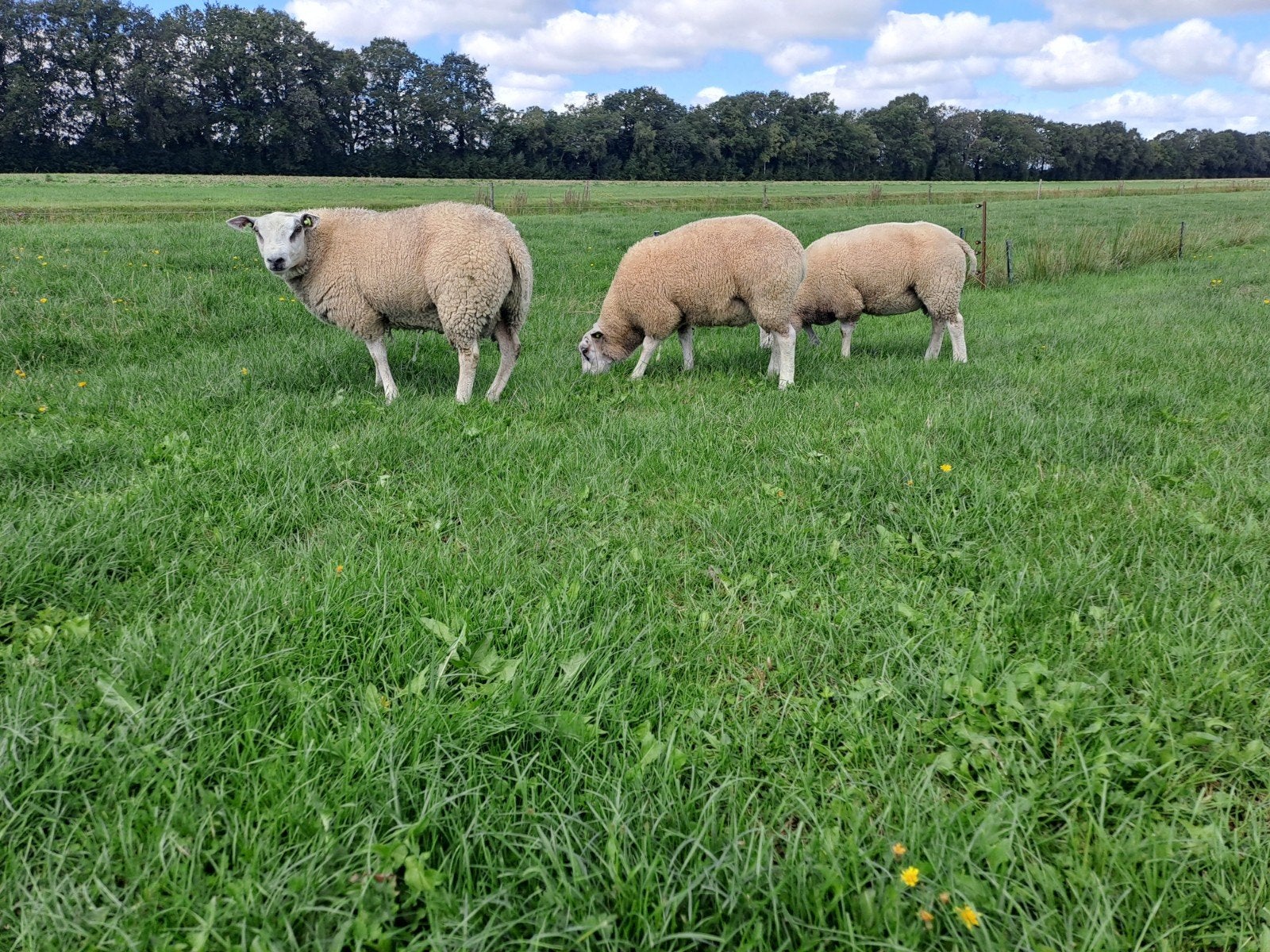 Witte dekrammen, Dieren en Toebehoren, Mannelijk, Schaap, 0 tot 2 jaar
